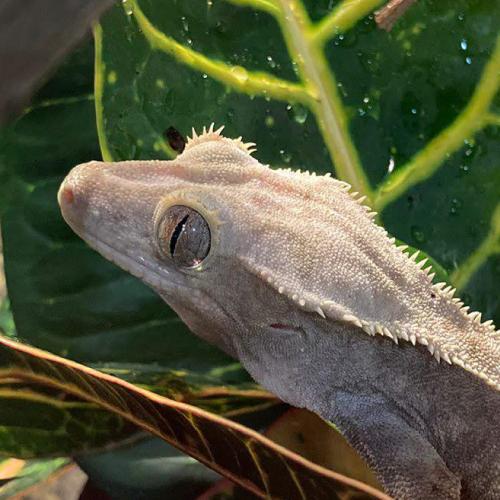 Crested Gecko