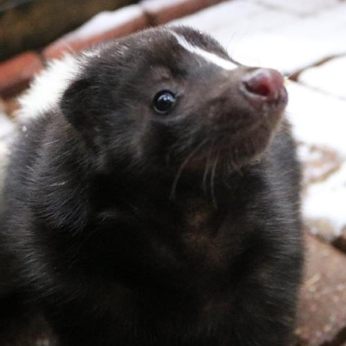 Striped Skunk