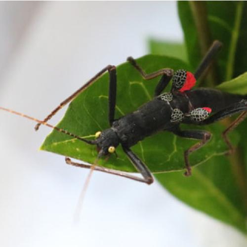 Black Beauty Stick Insect 