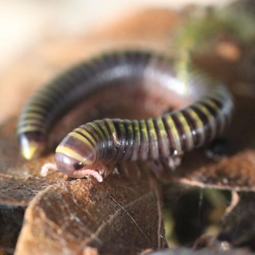 Bumblebee Millipede