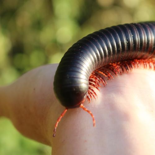 Giant African Train Millipede 