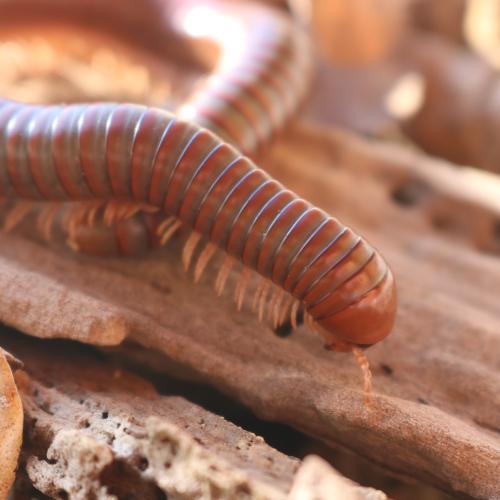 Burmese Beauty Millipede