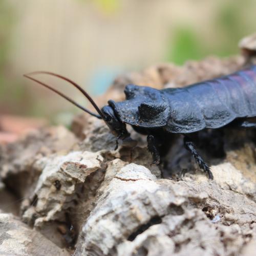 Madagascar Hissing Cockroach 