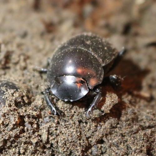 Plum Dung Beetle