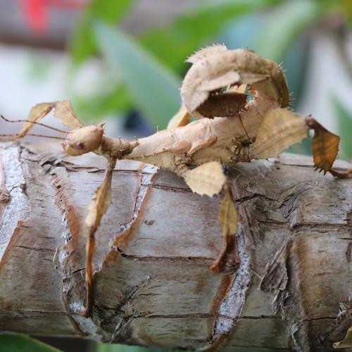 Giant Spiny Stick Insect 