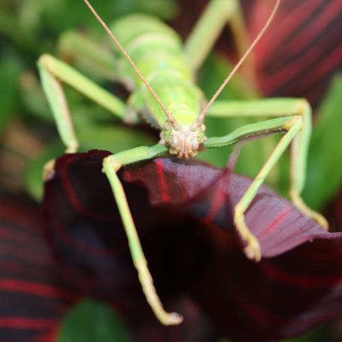 Green Bean Stick Insect 