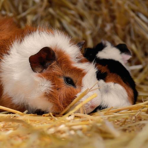 Guinea Pigs