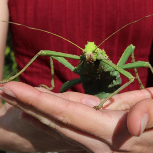 Jungle Nymph 