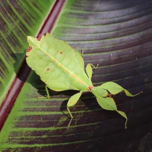 Leaf Insect  