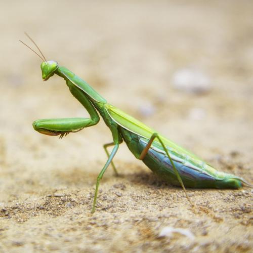 Giant Asian Mantis