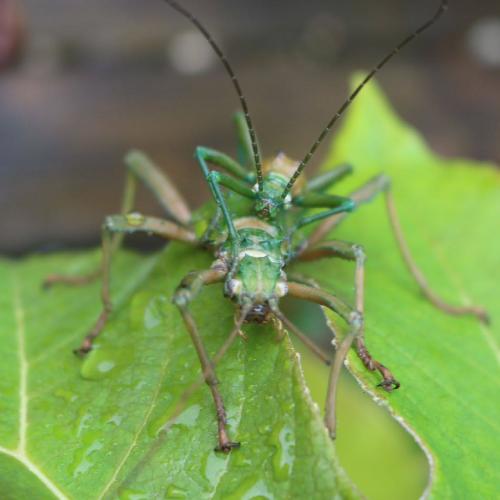 Peppermint Stick Insect