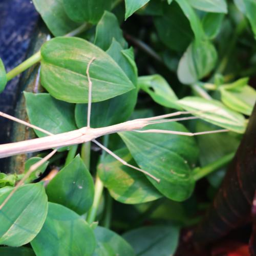 Pink Winged Stick Insect   