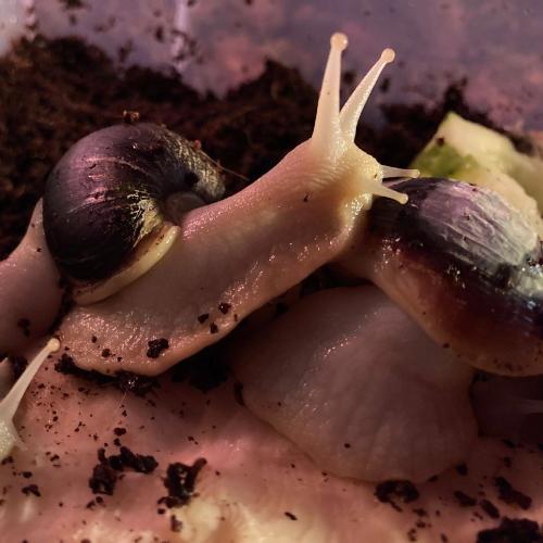 White Jade African Land Snail