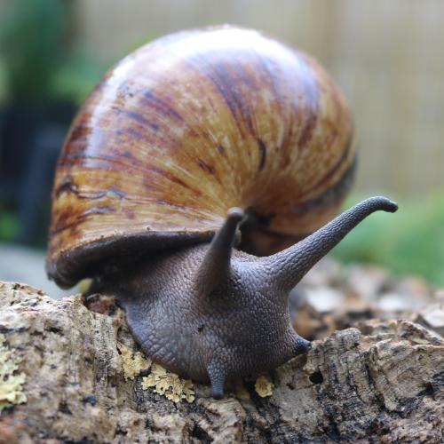 Giant African Land Snail 