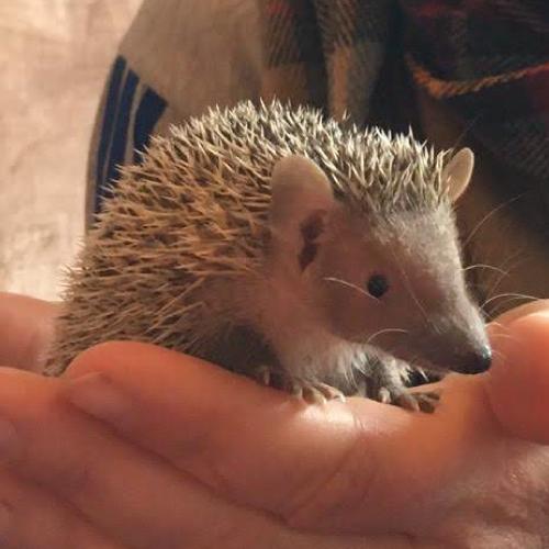 Tenrec