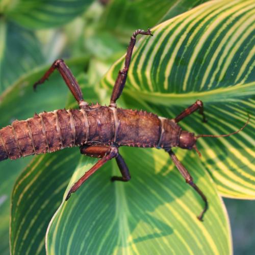 Thorn Legged Stick Insect 