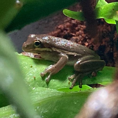 American Green Tree Frog